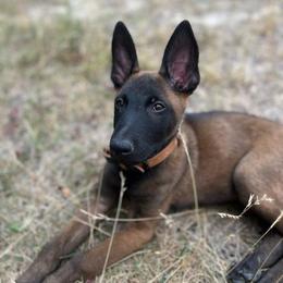 Belgian Malinois and German Shepherd Puppies from Laeknir K9