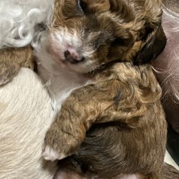 Aussiedoodle Puppies from Paisleys Doodles AK