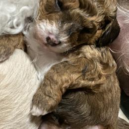 Aussiedoodle Puppies from Paisleys Doodles AK