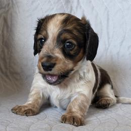 Girl 3 - female Dachshund puppy in Golden Valley, Arizona from Greatest Journey Ranchette