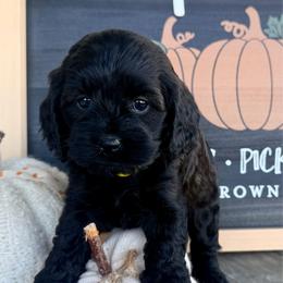 Dolly - Black and tan female Cockapoo puppy in Preston, Idaho from Shaffer Top Notch Puppies