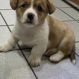 American Corgis and Poodles from Sittin Pretty Puppies