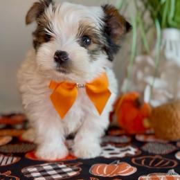 AdiSon - Parti male Yorkshire Terrier puppy in Prosper, Texas from DaintyDawlz