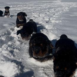 Rottweiler Puppies from CG Rottweilers