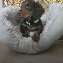 Dale - Chocolate and tan male Dachshund puppy in Kissimmee, Florida from FureverFL