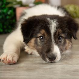 Atlas - Black and white male Border Collie puppy in Conway, Missouri from 2J 2K Border Collies | Maremma Sheepdogs