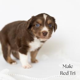 Stetson - Red tri male Miniature Australian Shepherd puppy in Wooster, Ohio from Kari's Mini Aussies