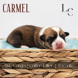 Carmel - Red female Pembroke Welsh Corgi puppy in Pine Village, Indiana from NL Horsemanship