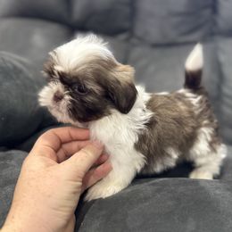 Ron - Liver and white male Shih Tzu puppy in Springfield, Missouri from Lopez Family Tails