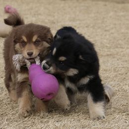 Australian Shepherd, Miniature American Shepherd, Miniature Australian Shepherd, and Toy Australian Shepherd Puppies from Painted Blue Aussies