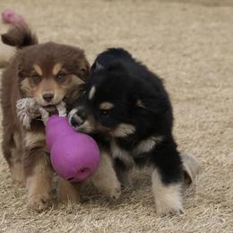 Australian Shepherd, Miniature American Shepherd, Miniature Australian Shepherd, and Toy Australian Shepherd Puppies from Painted Blue Aussies