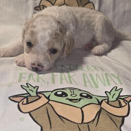 Yoda - Cream male Aussiedoodle puppy in Cumberland, Rhode Island from W Doodle Crew