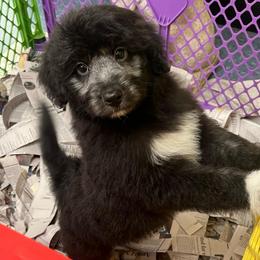 Black and white girl 2 - Black and white female Aussiedoodle puppy in Sandwich, Massachusetts from Cape Cod Aussies / Cape Cod Poodles and Doodles