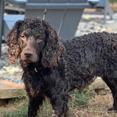Gunner - Boykin Spaniel