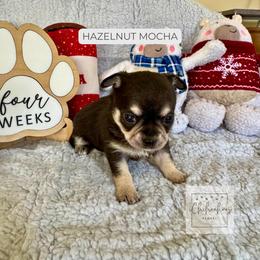 Hazelnut Mocha - Black and tan female Chihuahua puppy in Woodstock, Georgia from iChihuahuas Kennel