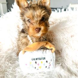 Bethany - Chocolate and tan female Yorkshire Terrier puppy in Sterling, Colorado from Nikki’s Yorkies