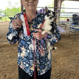 Pastor - Chihuahua