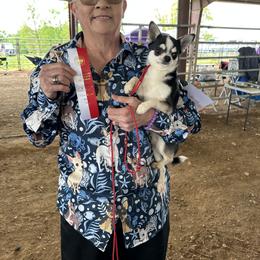 Pastor - Chihuahua