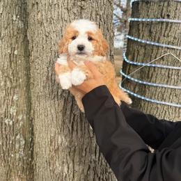 Walnut - Red male Bernedoodle puppy in Mount Vernon, Missouri from PoodlelyDoodlely