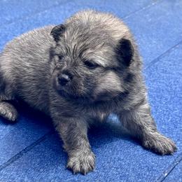 Navin - Wolf sable male Pomeranian puppy in New Lenox, Illinois from Illinois Poms