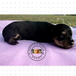 Black cream tan - Black and cream male Dachshund puppy in Carthage, Texas from Rafter C Ranch Doxies