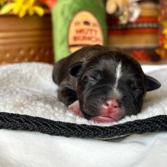 TBD 2 - Brindle male Staffordshire Bull Terrier puppy in Houston, Texas from Breaking Bad Staffords