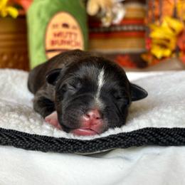 TBD 2 - Brindle male Staffordshire Bull Terrier puppy in Houston, Texas from Breaking Bad Staffords
