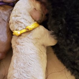 Poodle Puppies from Deborah Busch Poodles