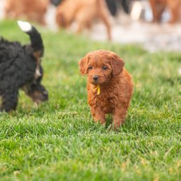 Bernedoodle and Goldendoodle Puppies from Sunnydoodle Utah