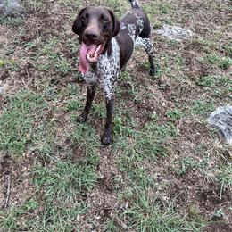 Athena - German Shorthaired Pointer