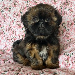 Pixie - Gold female Shih Tzu puppy in Shawnee, Oklahoma from Black Velvet Shih Tzu