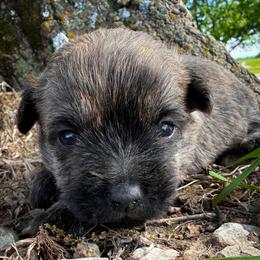 Coming Soon - Black brindle female Cairn Terrier puppy in St. Joseph, Missouri from Stone & Thistle Cairn Terriers