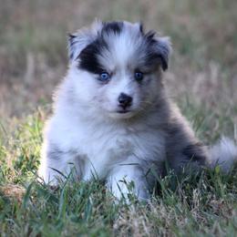 Captain - Merle male Pomsky puppy in Wolfe City, Texas from Susan Warnock