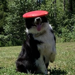 Gaea - Border Collie