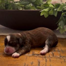 Milky Way - Grizzle and white female Sheepadoodle puppy in Cartersville, Georgia from Simply Blessed Doodles