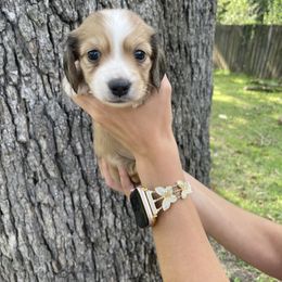 Puppy 1 - Cream male Dachshund puppy in Bullard, Texas from Mimidachs of Texas