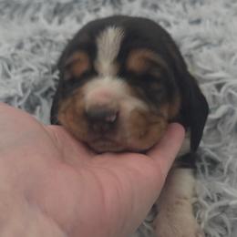 Teal Collar - Black brown and white male Basset Hound puppy in Snow Camp, North Carolina from V's Southern Angels