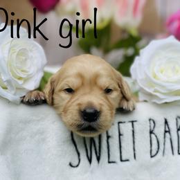 Golden Retriever Puppies from All shades Golden