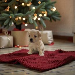 Blizzard - Red male Maltipoo puppy in St. George, Utah from Winchester Hills Poodles and Doodles