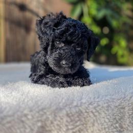 Obsidian - Black and white male Aussiedoodle puppy in Centreville, Mississippi from Trin's Designer Doodles