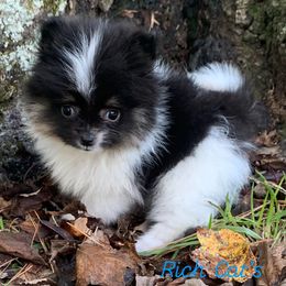 Catahoula Leopard Dog, Cocker Spaniel, Pomeranian, and Teddy Roosevelt Terrier Puppies from Rich Cat’s