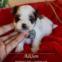 AdiSon - Parti male Yorkshire Terrier puppy in Prosper, Texas from DaintyDawlz