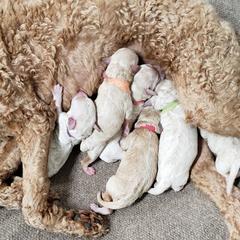 Goldendoodle, Labradoodle, and Double Doodle Puppies from Cedar Hill Labradoodles