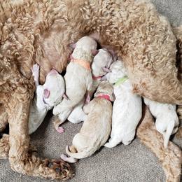Goldendoodle, Labradoodle, and Double Doodle Puppies from Cedar Hill Labradoodles