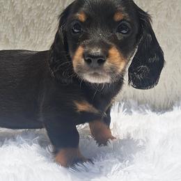 2300..Lucy - Black and tan female Dachshund puppy in Winter Haven, Florida from Gateway 2 Little Paws