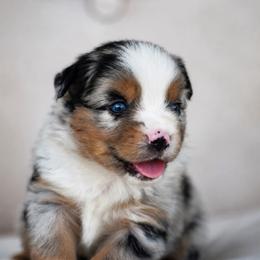 Gus - Blue merle male Miniature Australian Shepherd puppy in Lowgap, North Carolina from Baileys Mini Aussies
