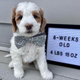 Gray Boy - Parti male Goldendoodle puppy in Greeley, Colorado from Millie Billie Doodles