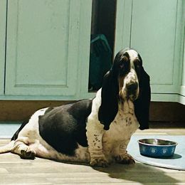 Yzma - Basset Hound