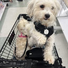 Silver - Havanese