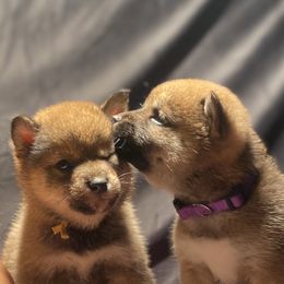 Finnish Lapphund and Shiba Inu Puppies from Timberwood Paws
